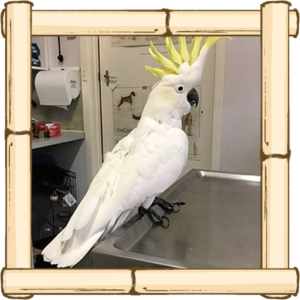 A cockatoo in a veterinarian clinic